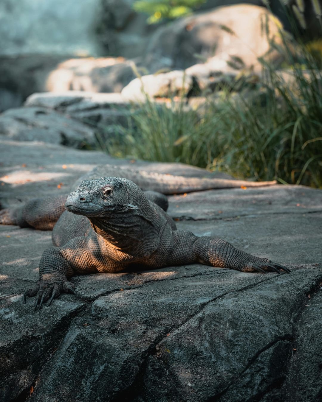 Komodo Island Tour