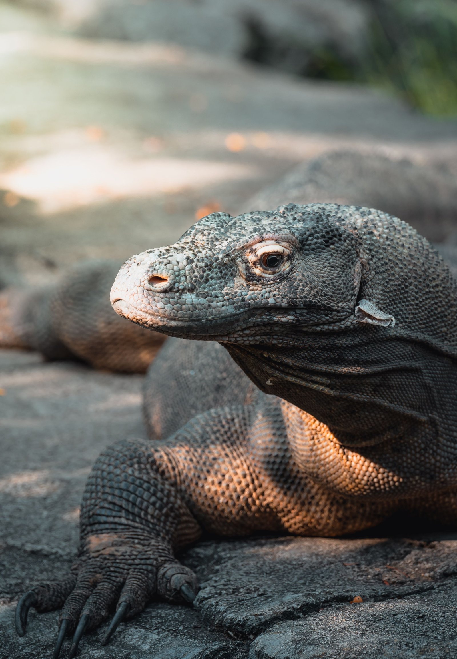 Komodo Island